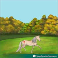 Horse Color:Gold Cream Champagne