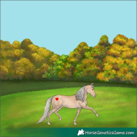 Horse Color:Gold Cream Champagne