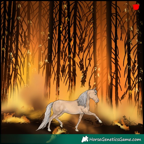 Horse Color:Gold Cream Champagne 