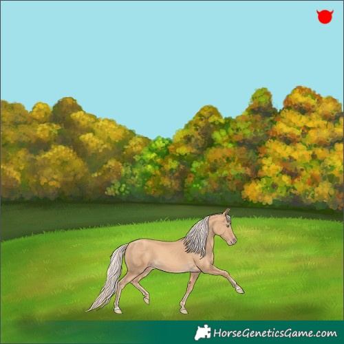 Horse Color:Gold Cream Champagne 