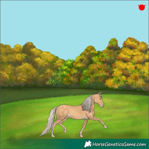 Horse Color:Gold Cream Champagne