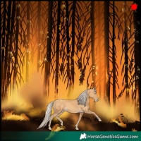 Horse Color:Gold Cream Champagne