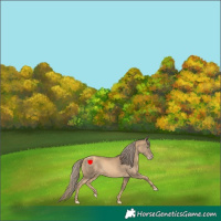 Horse Color:Gold Champagne
