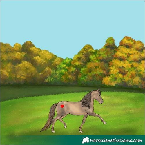 Horse Color:Gold Champagne 