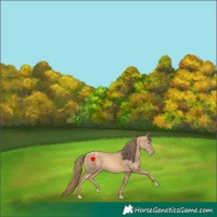 Horse Color:Gold Champagne 