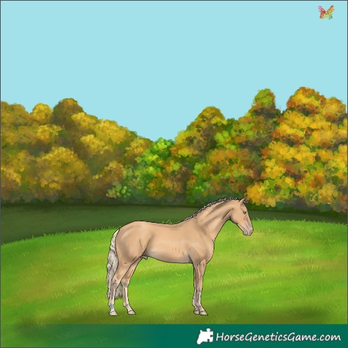 Horse Color:Gold Cream Champagne 