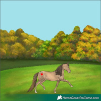 Horse Color:Gold Champagne 