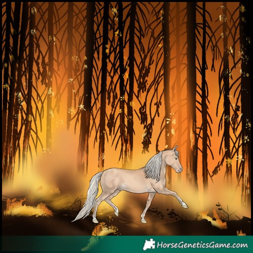 Horse Color:Gold Cream Champagne 