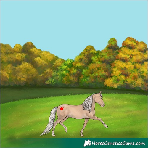 Horse Color:Gold Cream Champagne