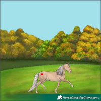 Horse Color:Gold Cream Champagne 