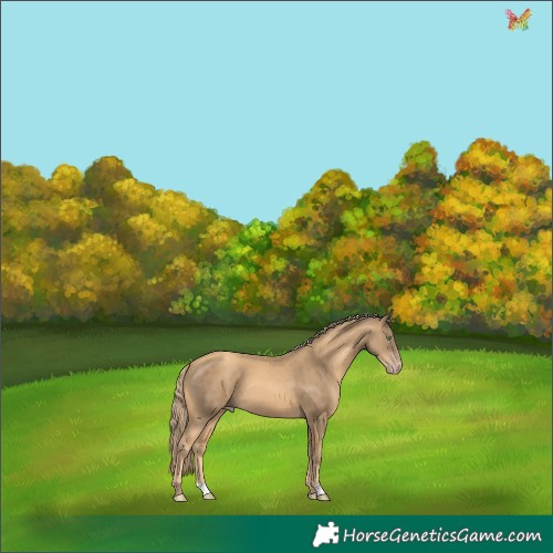 Horse Color:Gold Champagne 