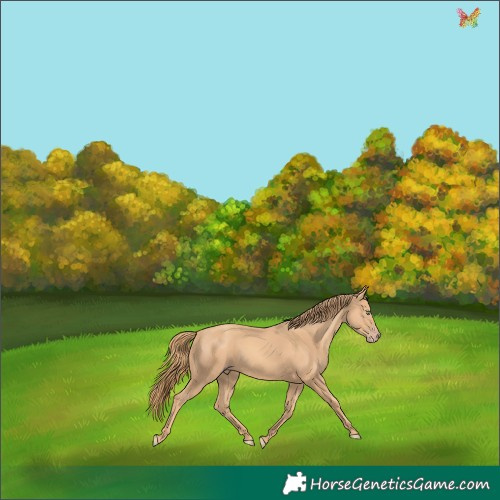 Horse Color:Gold Champagne 