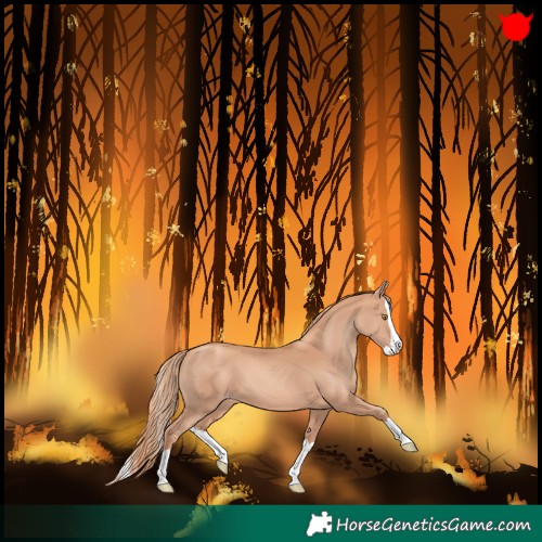 Horse Color:Gold Champagne Splash