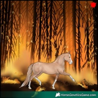 Horse Color:Gold Champagne Splash