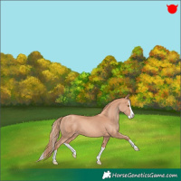 Horse Color:Gold Champagne Splash 
