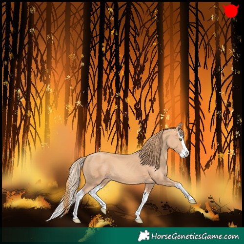 Horse Color:Gold Champagne Splash