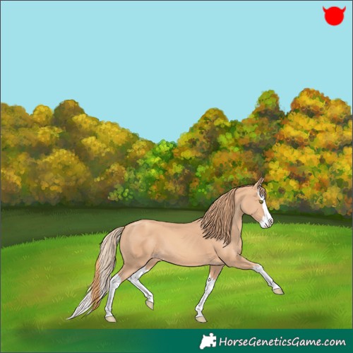 Horse Color:Gold Champagne Splash 