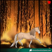 Horse Color:Gold Champagne Splash