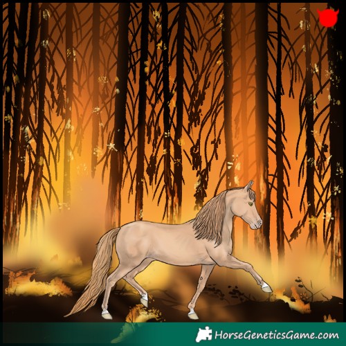 Horse Color:Gold Champagne 