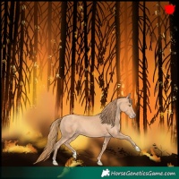 Horse Color:Gold Champagne
