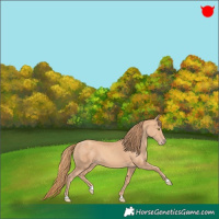 Horse Color:Gold Champagne 