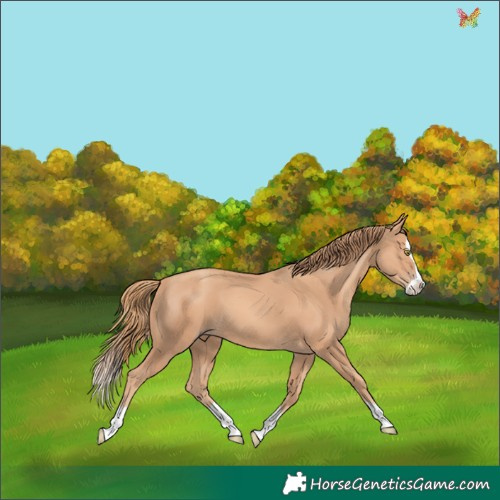 Horse Color:Gold Champagne Splash 