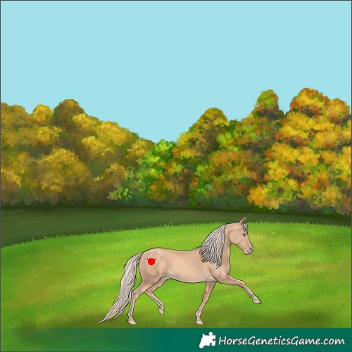 Horse Color:Gold Cream Champagne 