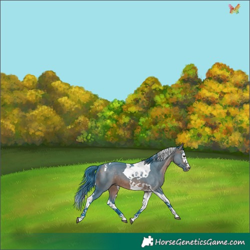 Horse Color:Watercolor Brown Dun Splash Tobiano