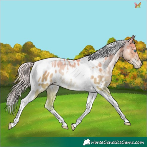 Horse Color:Palomino Pearl Dun Tobiano Appaloosa Rabicano