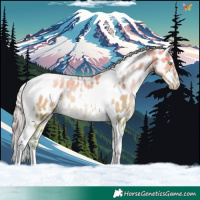 Horse Color:Palomino Pearl Dun Tobiano Near Leopard Rabicano