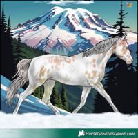 Horse Color:Palomino Pearl Dun Tobiano Appaloosa Rabicano 