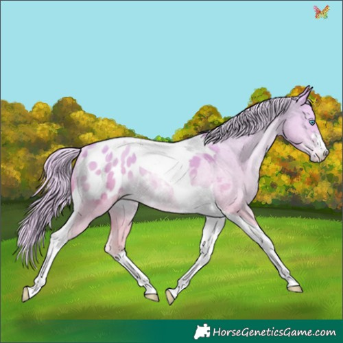 Horse Color:Gold Cream Champagne Pearl Dun Tobiano Appaloosa Rabicano 