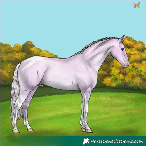 Horse Color:Silver Amber Champagne Pearl Dun Tobiano Appaloosa Rabicano 