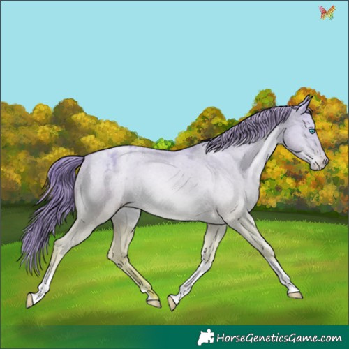 Horse Color:Gold Champagne Pearl Dun Tobiano Appaloosa Rabicano 