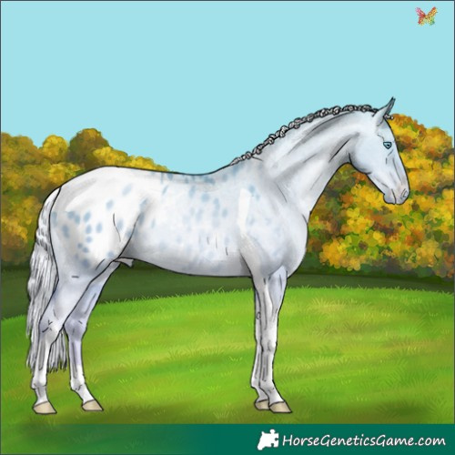 Horse Color:Silver Amber Cream Champagne Pearl Dun Tobiano Appaloosa Rabicano 