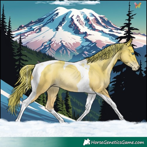 Horse Color:Gold Champagne Pearl Tobiano Rabicano 