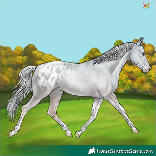 Horse Color:Silver Amber Cream Champagne Pearl Dun Tobiano Appaloosa Rabicano 