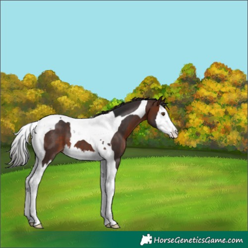 Horse Color:Brown Splash Tobiano Appaloosa 