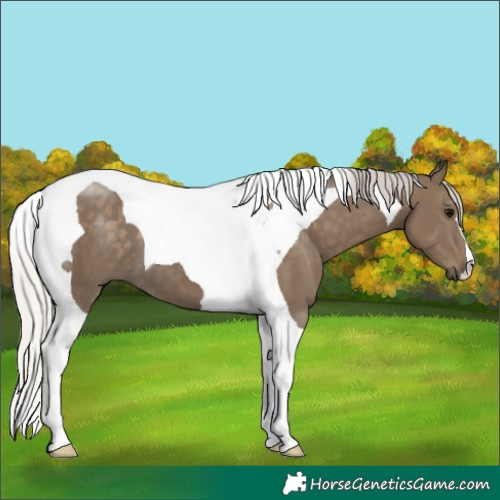 Horse Color:Silver Smoky Black Tobiano 