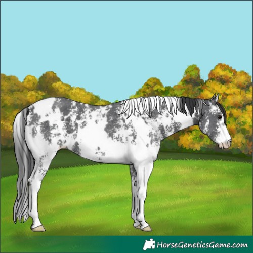 Horse Color:White Spotted Black Sabino