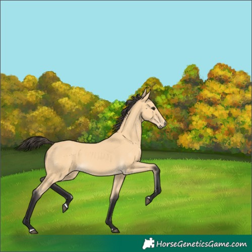 Horse Color:Buckskin 