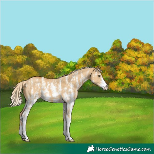 Horse Color:Palomino Dun Sabino 