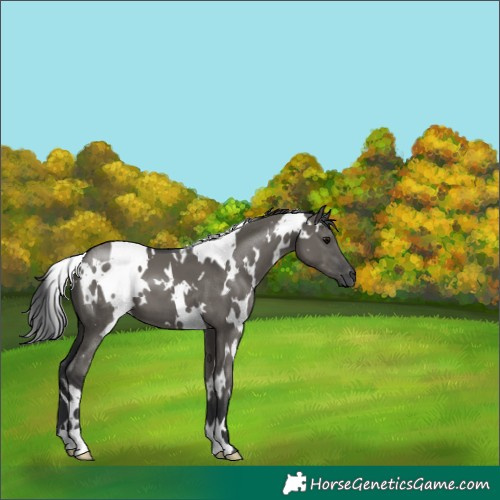 Horse Color:White Spotted Grullo 
