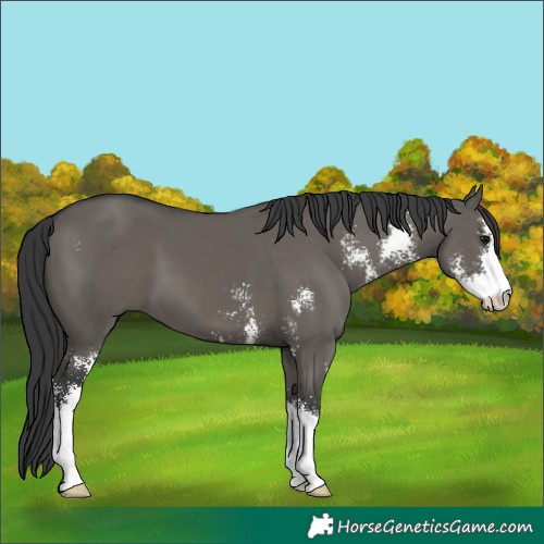 Horse Color:Grullo Sabino