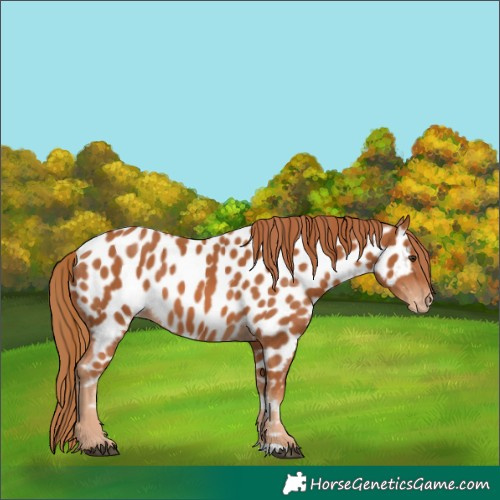 Horse Color:Chestnut Appaloosa 