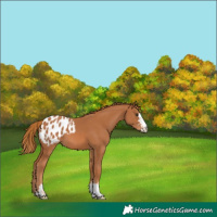 Horse Color:Chestnut Appaloosa