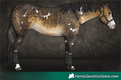 Horse Color:White Spotted Buckskin Sabino 