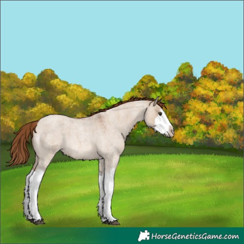 Horse Color:Red Dun Roan Splash Frame Rabicano 