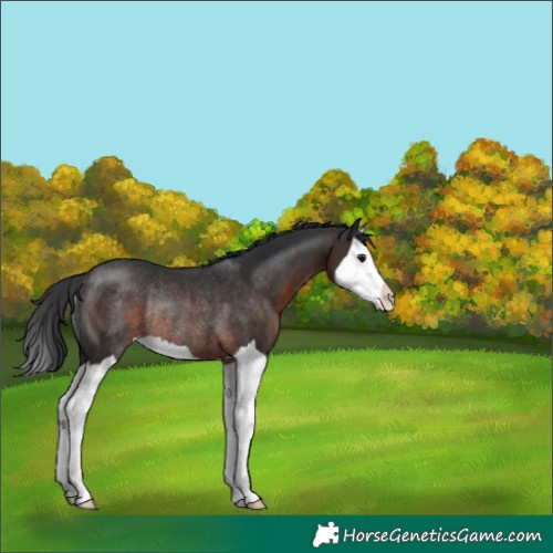 Horse Color:Brown Splash Rabicano 