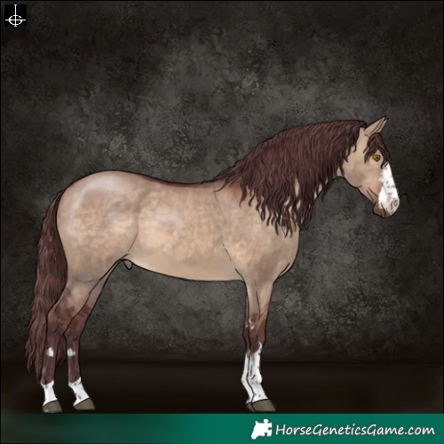 Horse Color:Chocolate Brown Dun 